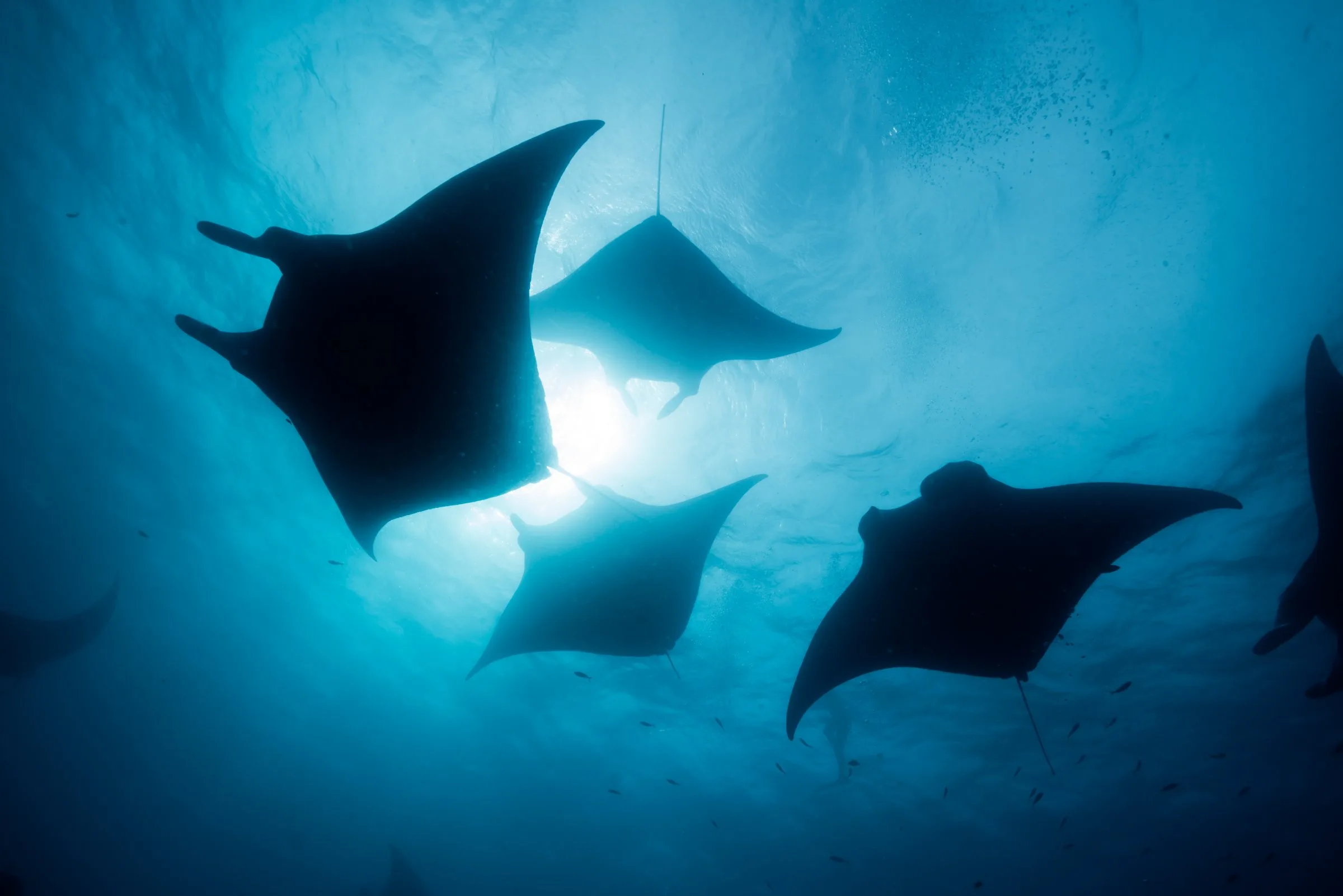 Big Island Tours & Activities